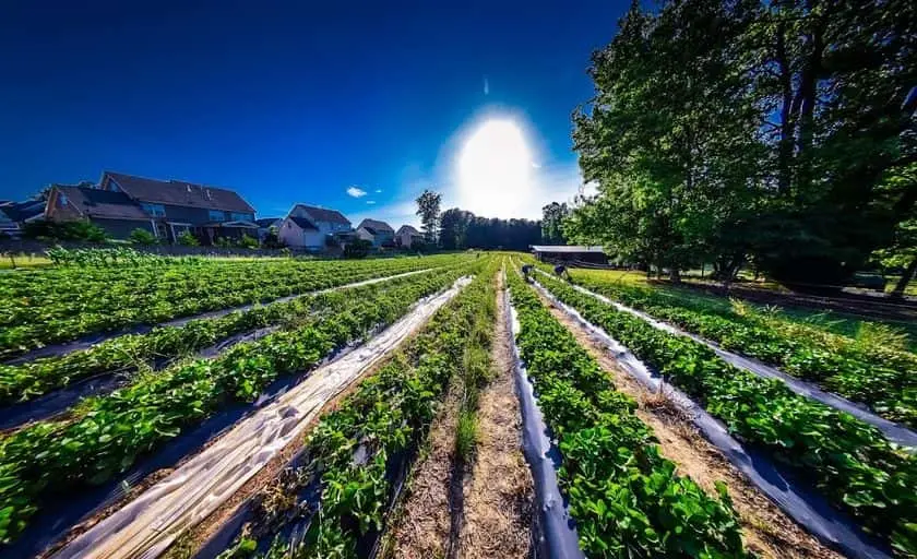 Photo of  Buckwheat Farm Apex, North carolina