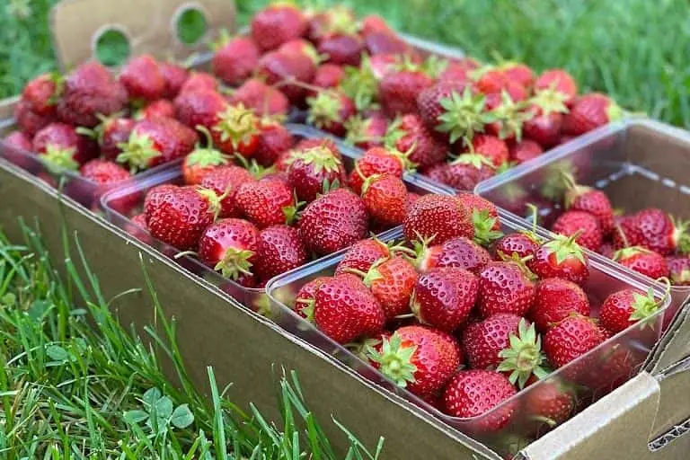 Photo of  Bures Berry Patch Barneveld, Wisconsin - 3
