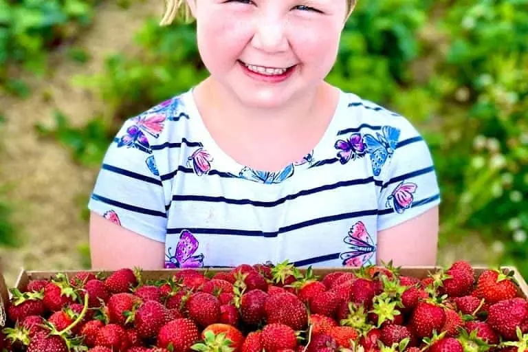 representative photo for Strawberry Picking Farms in Oregon, Wisconsin