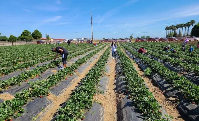 Photo of  Chan’s Strawberry Farm Brentwood, California