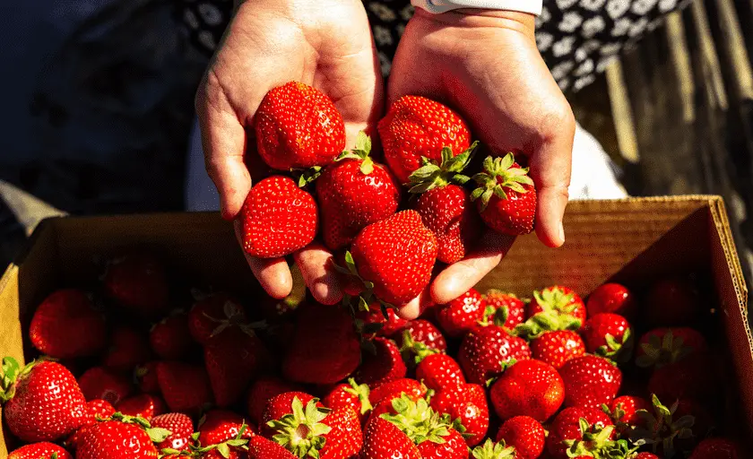 Photo of  Chan’s Strawberry Farm Brentwood, California - 2