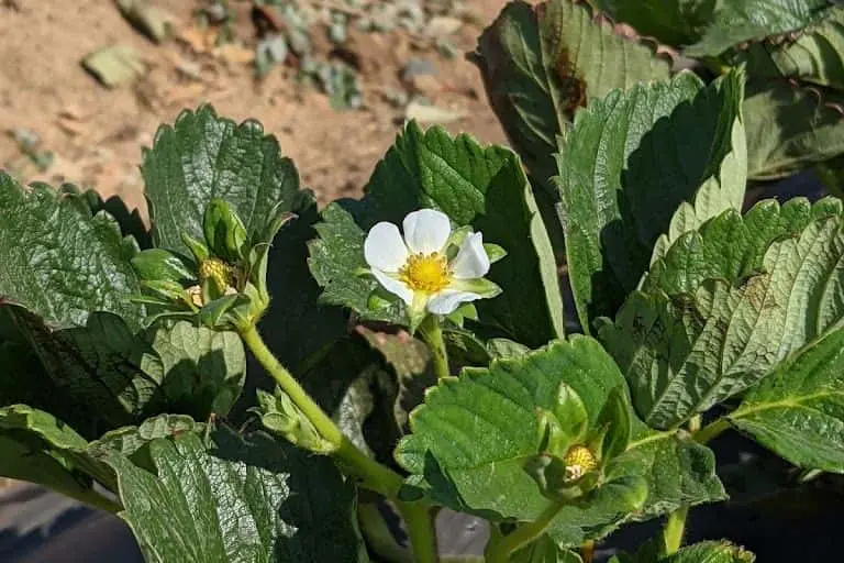 Photo of  Chan’s Strawberry Farm Brentwood, California - 3