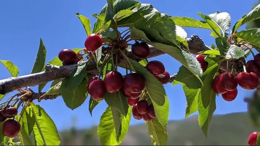 Photo of  Cherry Hill Farm Leona Valley, California