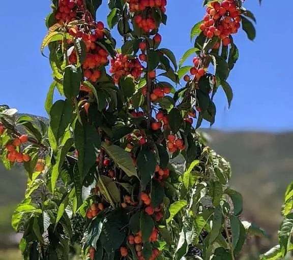 Photo of  Cherry Hill Farm Leona Valley, California - 2