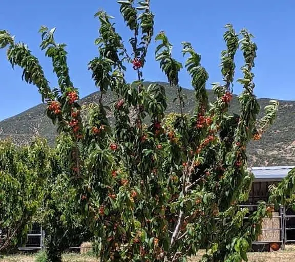 Photo of  Cherry Hill Farm Leona Valley, California - 3