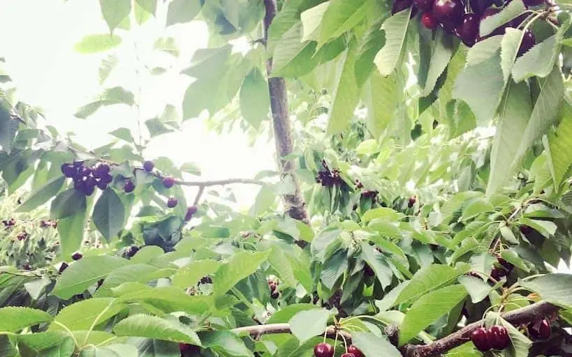 representative photo for Cherry Picking Farms in Traverse City, Michigan