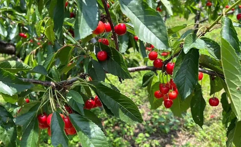 Photo of Cherry Picking at Spring Valley Orchard Afton, Virginia