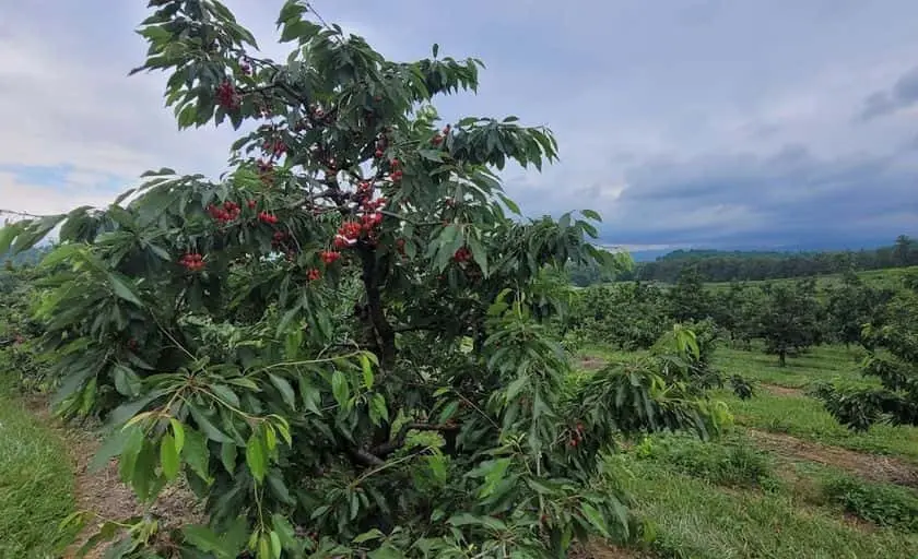 representative photo for Cherry Picking Farms in Afton, Virginia