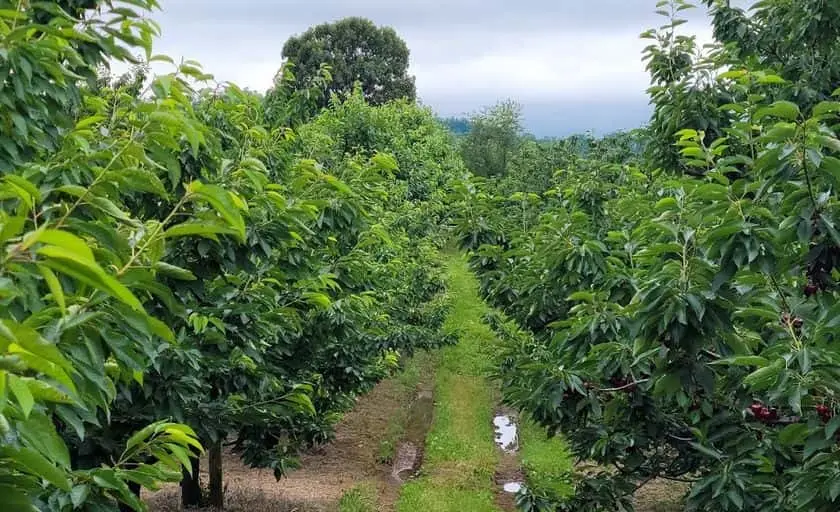 Photo of Cherry Picking at Spring Valley Orchard Afton, Virginia - 3