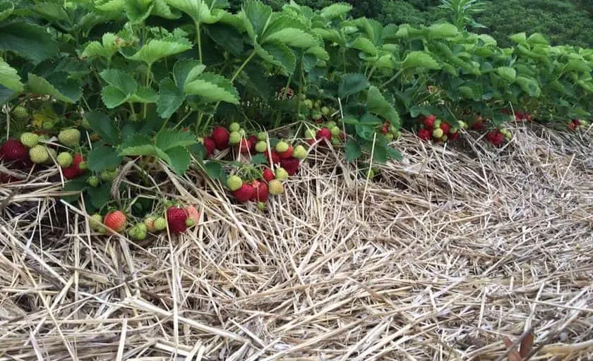 Photo of  Chipman Farm U Pick Strawberries Minot, Maine