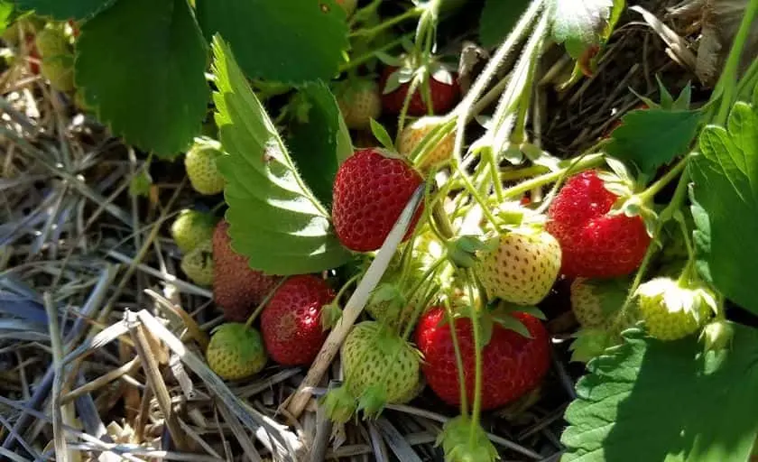 representative photo for Strawberry Picking Farms in Minot, Maine