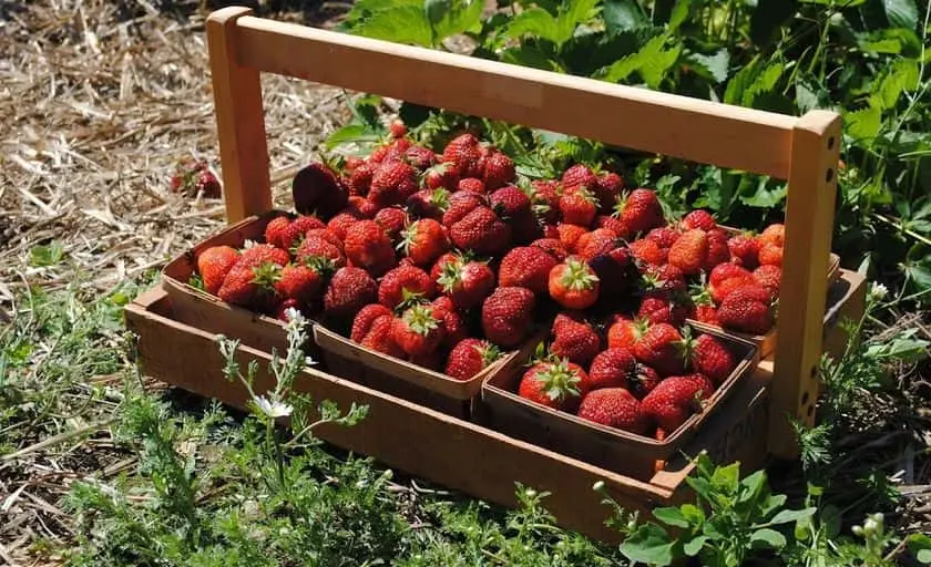 Photo of  Chipman Farm U Pick Strawberries Minot, Maine - 3