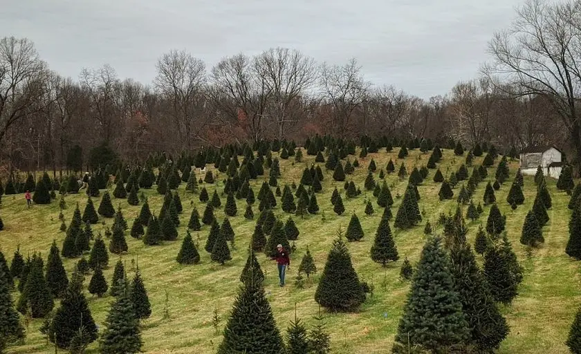 Photo of Christmas Tree  at Chilly Hollow Christmas Tree Farm Berryville, Virginia