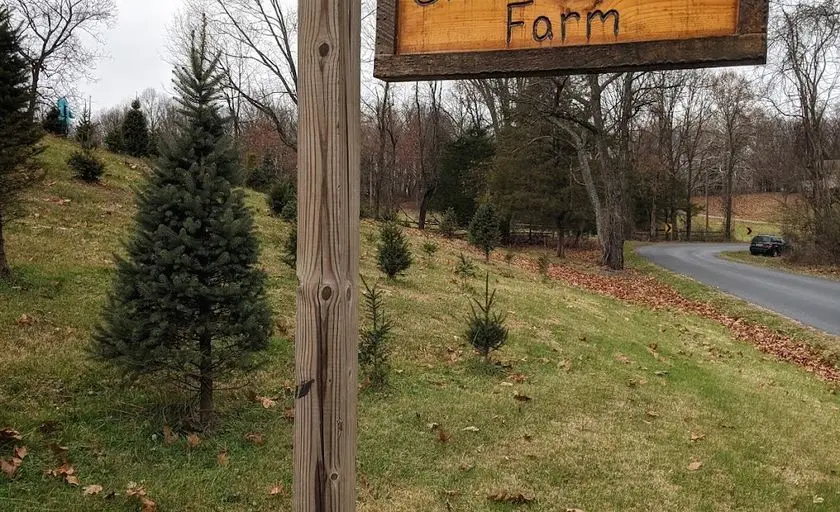 representative photo for Christmas Tree  Farms in Berryville, Virginia