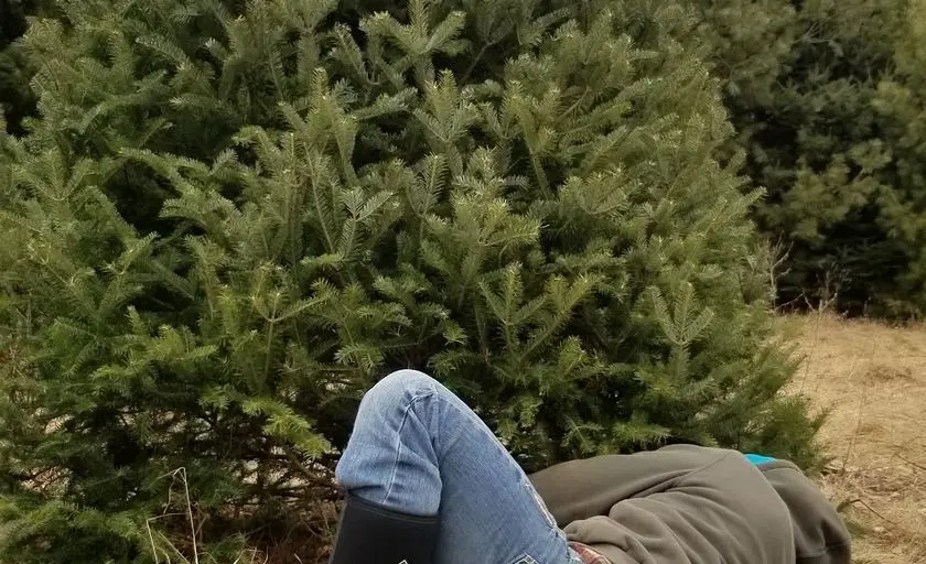 Photo of Christmas Tree  at Conklin Tree Farms Wheeler, Wisconsin