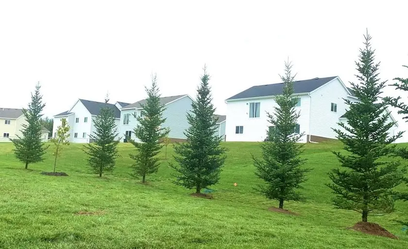 Photo of Christmas Tree  at Conklin Tree Farms Wheeler, Wisconsin - 2