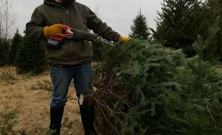 Photo of Christmas Tree  at Conklin Tree Farms Wheeler, Wisconsin - 3