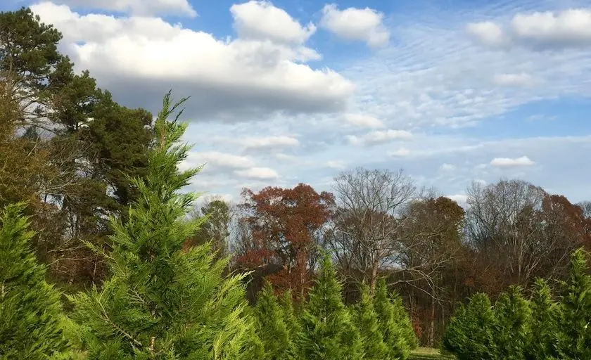 Photo of Christmas Tree  at Cooper’s Tree Farm Braselton, Georgia - 2