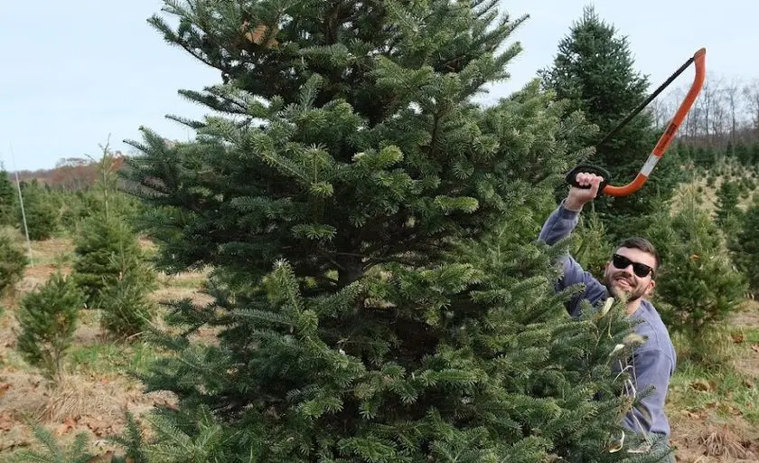 Photo of Christmas Tree  at Davidson Christmas Tree Farm Upperco, Maryland