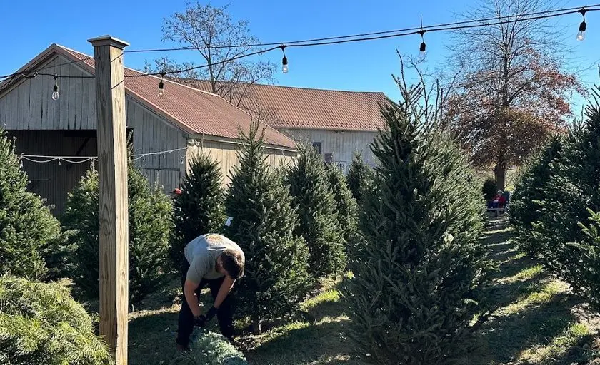 Photo of Christmas Tree  at Dreamland Christmas Tree Farm Middletown, Maryland