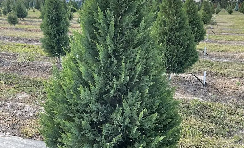 Photo of Christmas Tree  at Frobergs Christmas Tree Farm Alvin, Texas