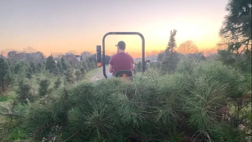 Photo of Christmas Tree  at Holiday Acres Christmas Tree Farm Manvel, Texas