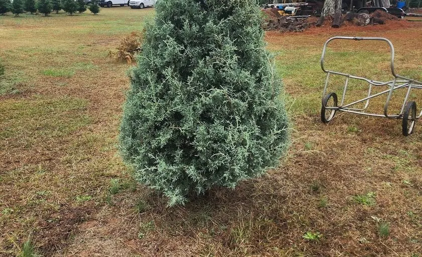 Photo of Christmas Tree  at Homestead Christmas Tree Farm Hampton, Georgia