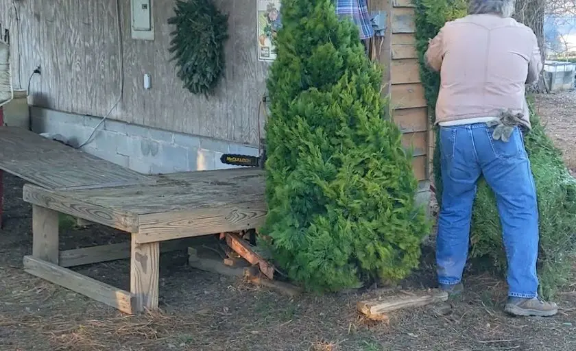 Photo of Christmas Tree at Homestead Christmas Tree Farm Hampton, Georgia - 3