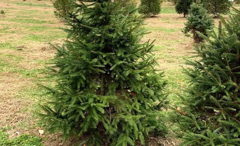 Photo of Christmas Tree  at Linden Hill Christmas Tree Farm Upper Marlboro, Maryland