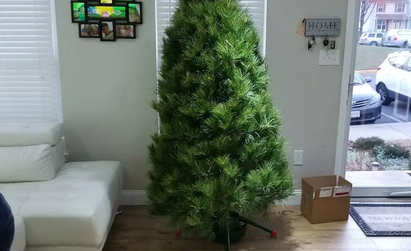 Photo of Christmas Tree  at Linden Hill Christmas Tree Farm Upper Marlboro, Maryland - 2