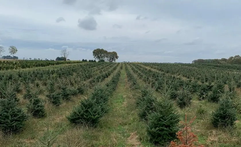 representative photo for Christmas Tree  Farms in Buckeystown, Maryland