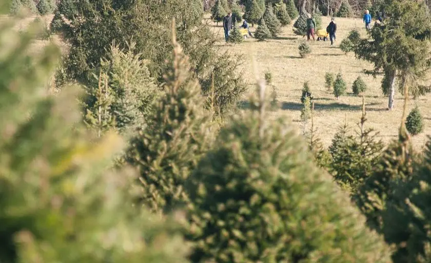 Photo of Christmas Tree  at Middleburg Christmas Tree Farm Round Hill, Virginia