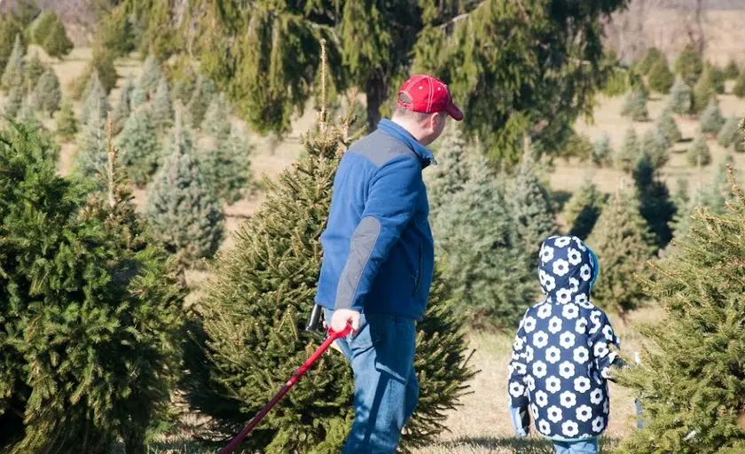 representative photo for Christmas Tree  Farms in Round Hill, Virginia