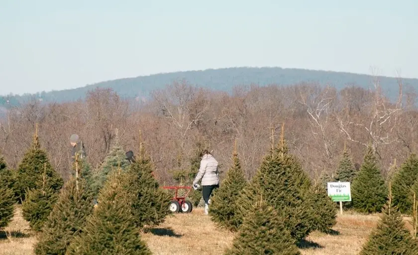 Photo of Christmas Tree at Middleburg Christmas Tree Farm Round Hill, Virginia - 3