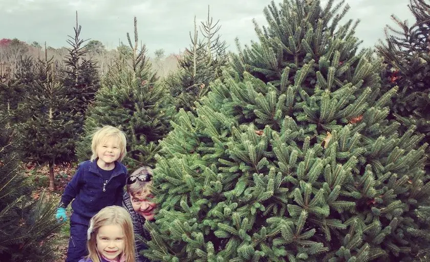 Photo of Christmas Tree  at Mike’s Christmas Tree Farm Manorville, New york