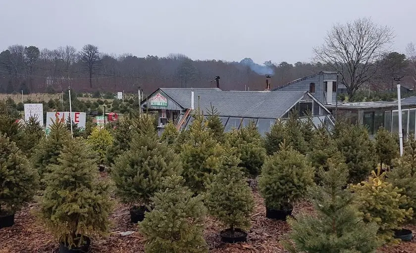 representative photo for Christmas Tree  Farms in Manorville, New York