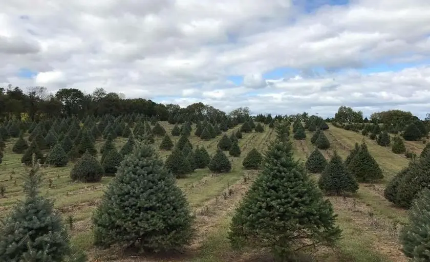 Photo of Christmas Tree  at Moose Apple Christmas Tree Farm Berryville, Virginia