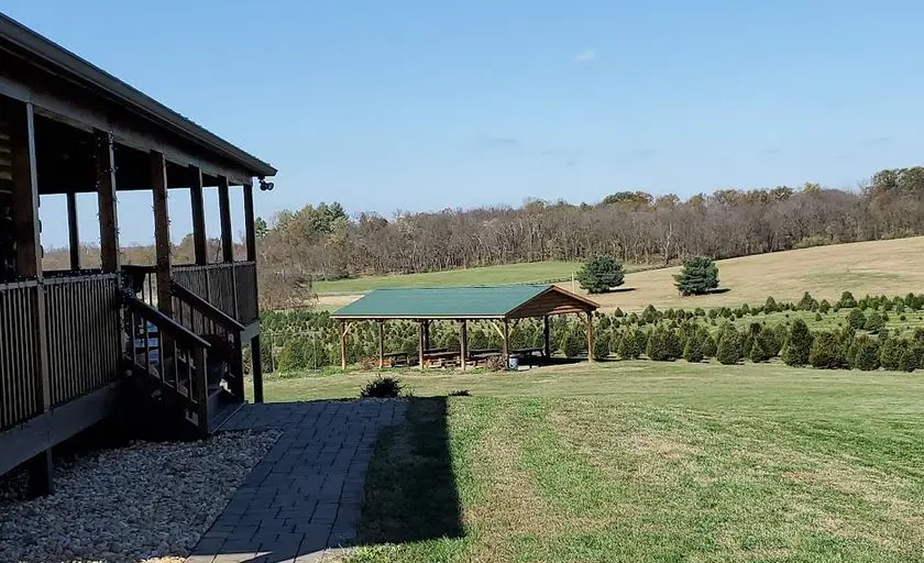 Photo of Christmas Tree  at Moose Apple Christmas Tree Farm Berryville, Virginia - 3