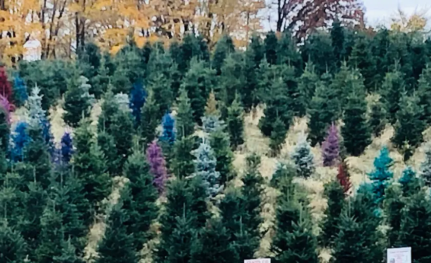 Photo of Christmas Tree  at Pinecrest Christmas Tree Farm Galien, Michigan