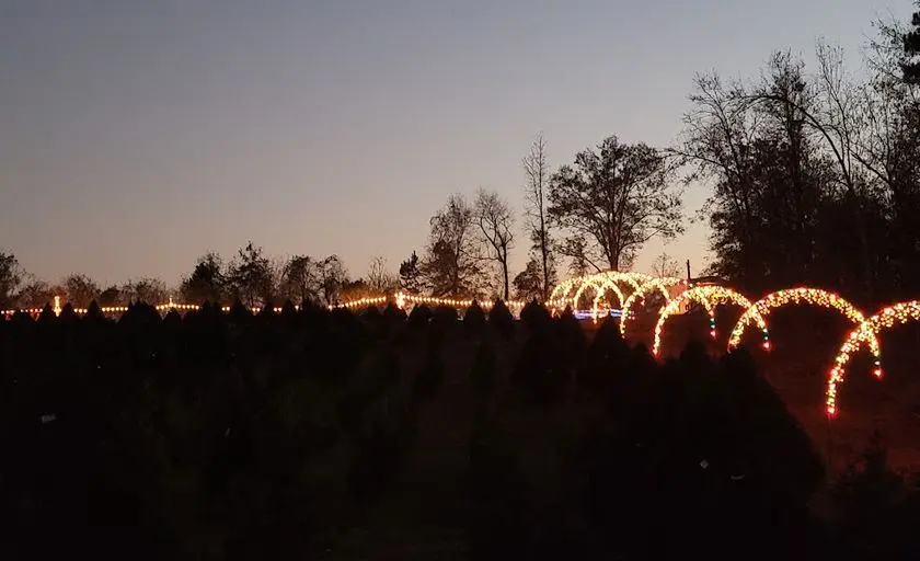 representative photo for Christmas Tree  Farms in Covington, Georgia