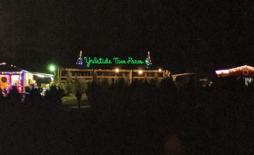 Photo of Christmas Tree  at Yuletide Christmas Tree Farm Covington, Georgia - 3