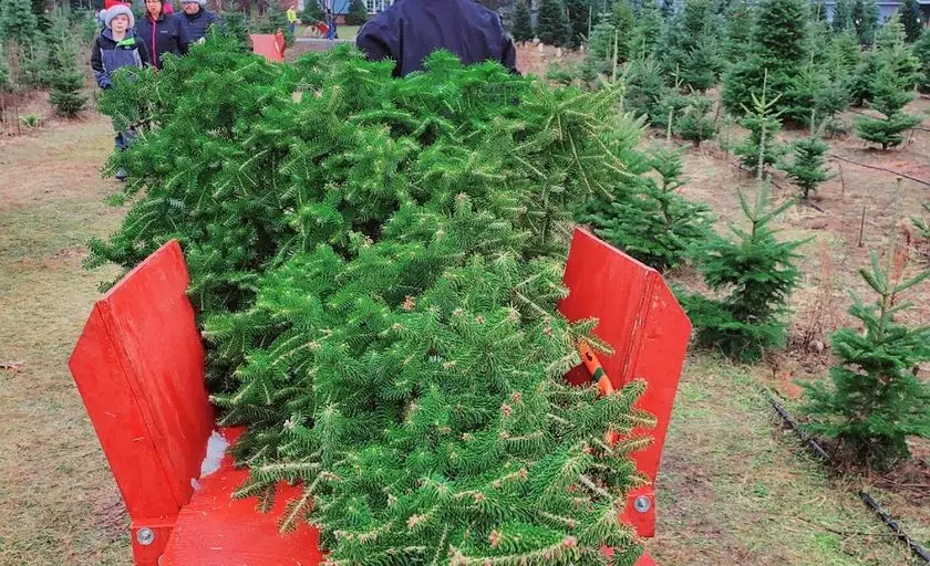 Photo of Christmas Tree Farm at Candy Cane Christmas Tree Oxford, Michigan