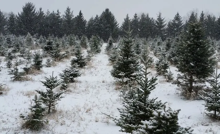 representative photo for Christmas Tree  Farms in Oxford, Michigan