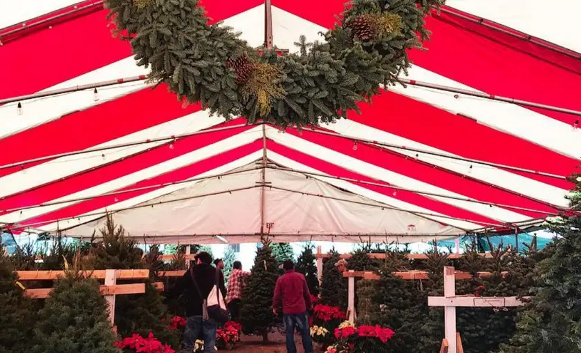 Photo of Christmas Tree Farm at Mr. Jingles Christmas Trees Los Angeles, California