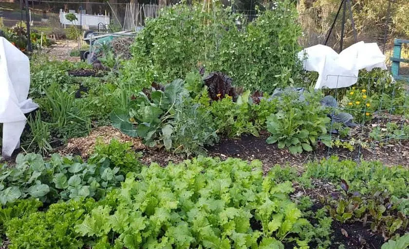 Photo of  Cloverfield Organic Farm El Sobrante, California - 3