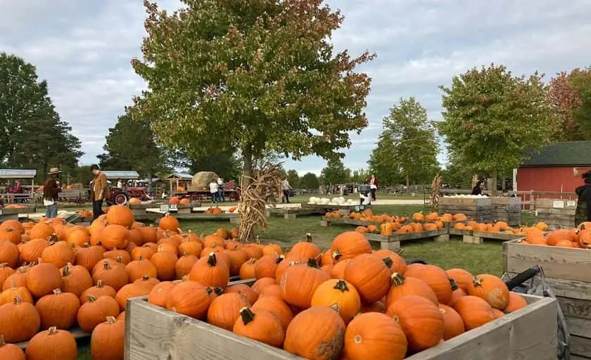 Photo of Corn Maze at All Seasons Orchard Woodstock, Illinois - 2