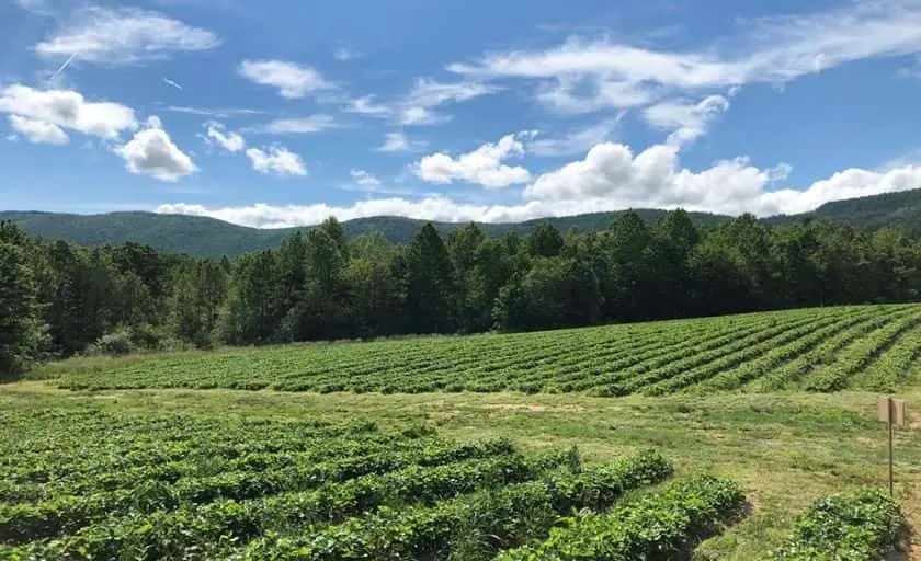 Photo of  Critzer Family Farm Afton, Virginia