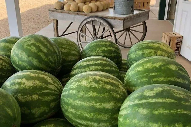Photo of  Cullipher Farm Virginia Beach, Virginia - 3