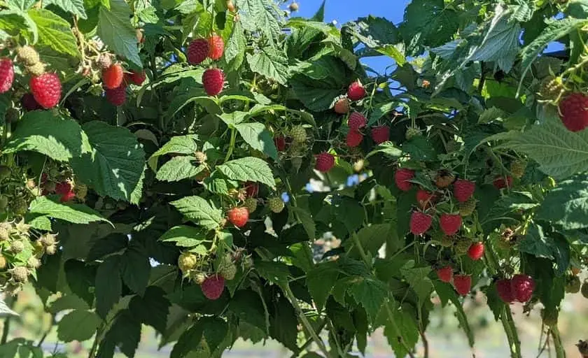 representative photo for Strawberry Picking Farms in Hudsonville, Michigan