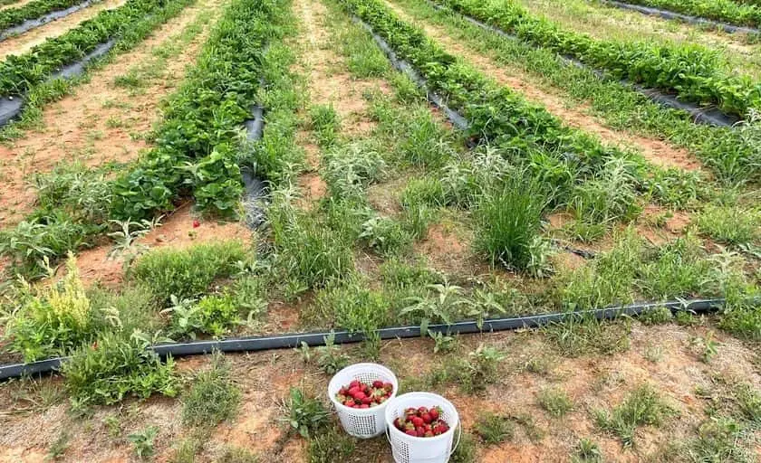 Photo of  Demases Farm Fort Worth, Texas